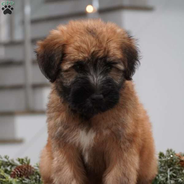 Olive, Soft Coated Wheaten Terrier Puppy